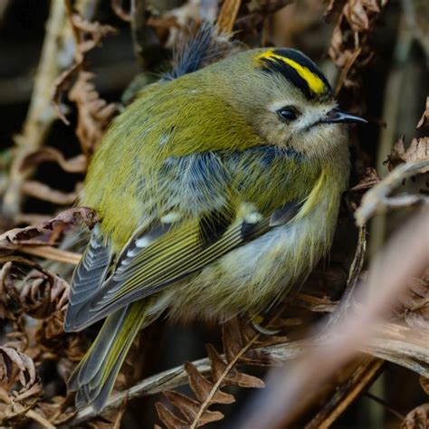 Goldcrest - British Trust for Ornithology