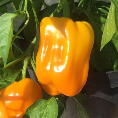 Golden California Wonder Sweet Pepper - GrowJoy, Inc