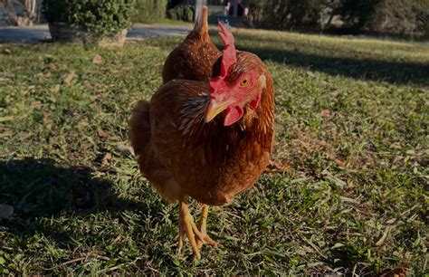 Golden Comet: All You Need To Know Chicken Fans