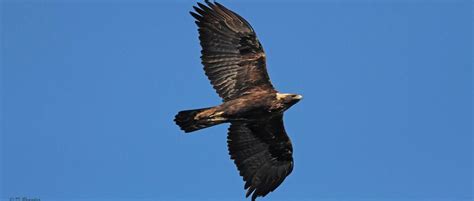 Golden Eagle, Illinois - Wikipedia