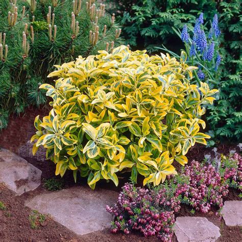 Golden Euonymus