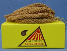 Golden Farm Products California Golden Spray Millet