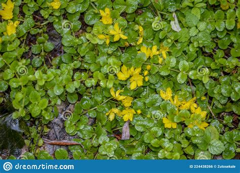 Golden Moneywort Pictures, Images and Stock Photos