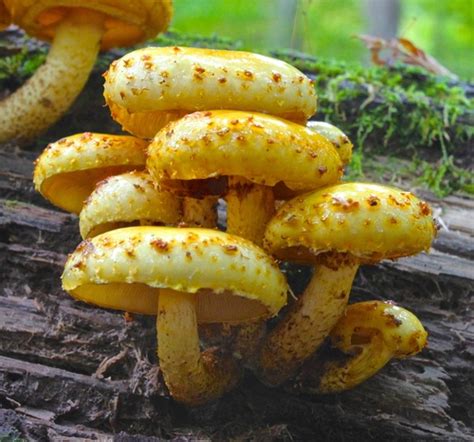 Golden Pholiota (Pholiota aurivella) · iNaturalist