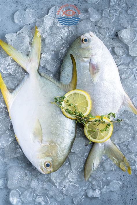 Golden Pomfret 金鲳魚 - Seafood Lobang