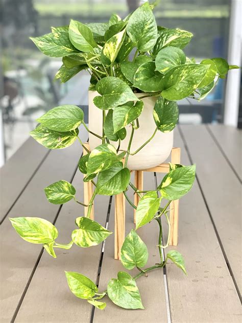 Golden Pothos: How to Plant, Grow, and Care For …