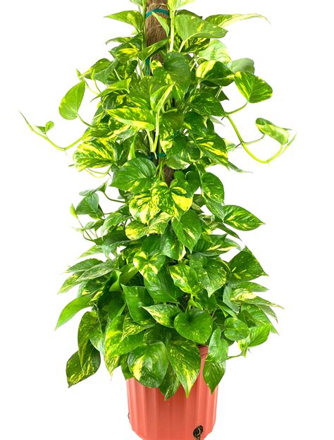 Golden Pothos Plant Addicts