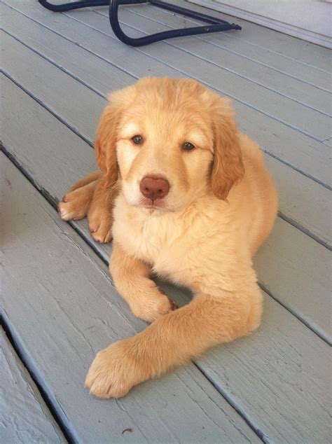 Golden Retriever And Yellow Lab Mix Puppies