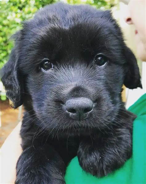 Golden Retriever Black Puppy