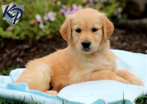 Golden Retriever Breeders Near Me- Where Can I Find Them