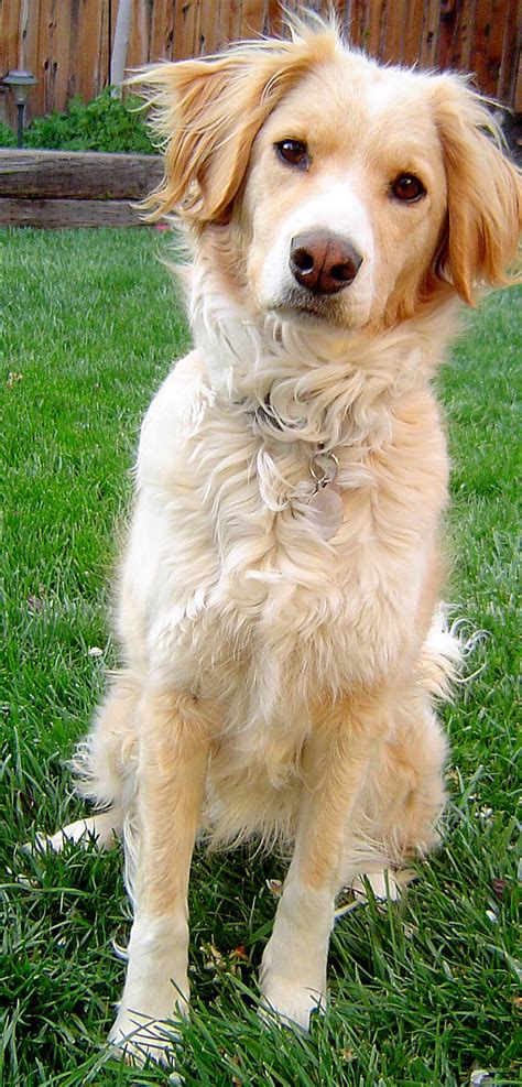 Golden Retriever Collie Puppy