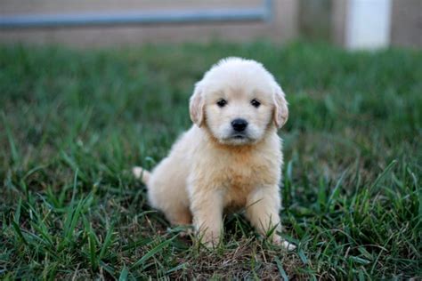 Golden Retriever How Much Does A Puppy Cost