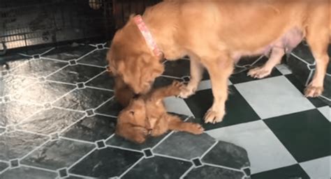 Golden Retriever Mom Teaching Puppies