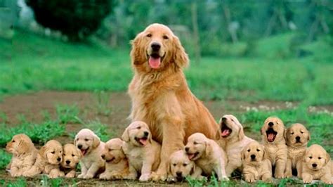 Golden Retriever Puppies And Mom Video