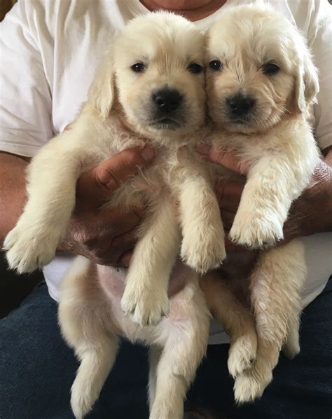 Golden Retriever Puppies Az For Sale