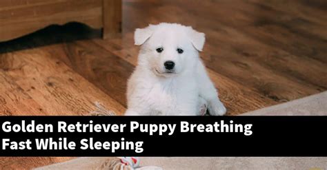 Golden Retriever Puppies Breathe Fast While Sleeping