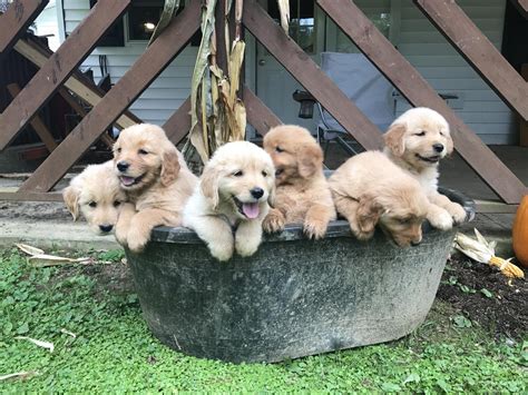 Golden Retriever Puppies Colorado Available Now