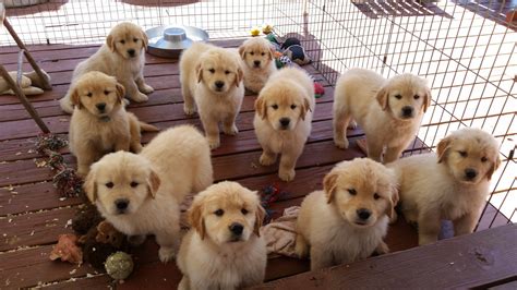 Golden Retriever Puppies Cost In Usa