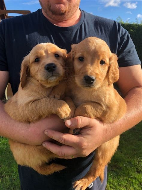 Golden Retriever Puppies For Sale $100