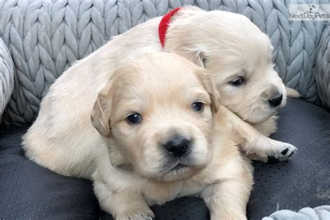 Golden Retriever Puppies For Sale Bay Area