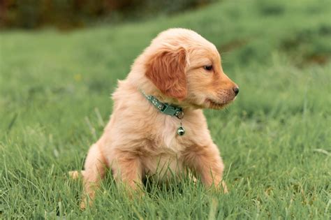 Golden Retriever Puppies For Sale Clear Lake, WA …