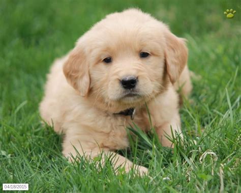 Golden Retriever Puppies For Sale Dundee