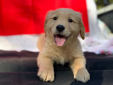 Golden Retriever Puppies For Sale In California