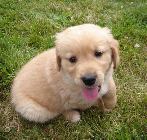 Golden Retriever Puppies For Sale In Nm