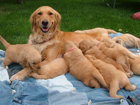 Golden Retriever Puppies For Sale Kern County