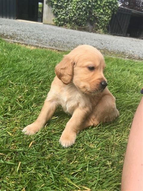 Golden Retriever Puppies For Sale Limerick