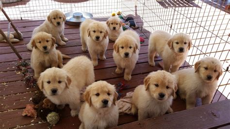 Golden Retriever Puppies For Sale Los Angeles