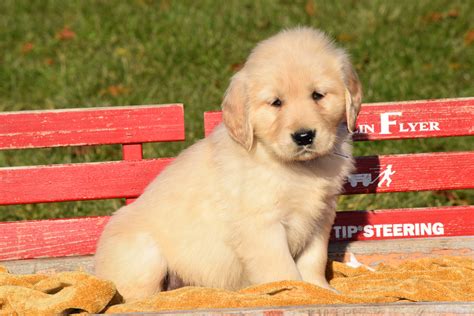 Golden Retriever Puppies For Sale Mississauga