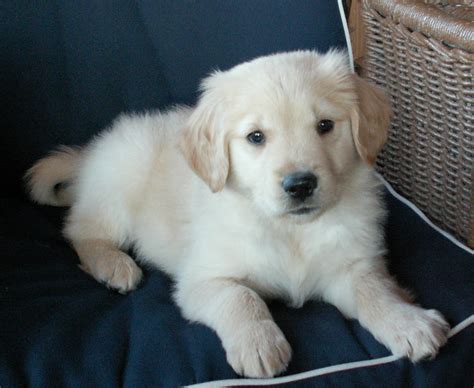Golden Retriever Puppies For Sale Missouri