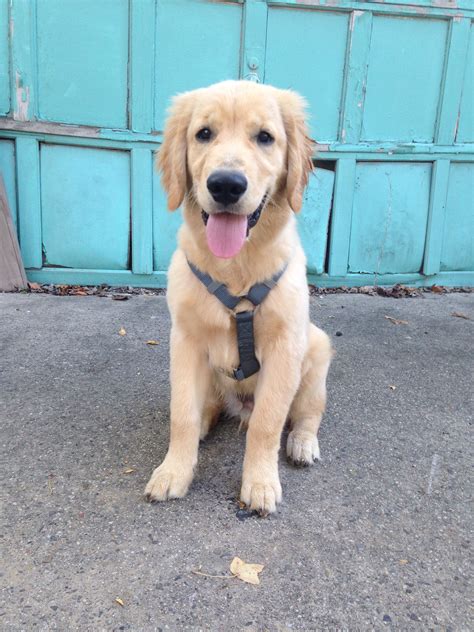 Golden Retriever Puppies For Sale New Orleans