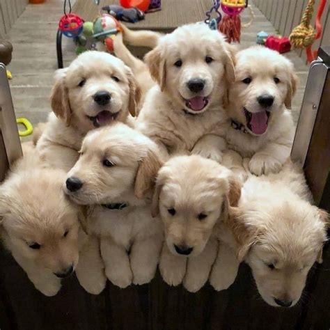 Golden Retriever Puppies For Sale New Zealand