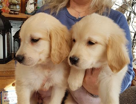 Golden Retriever Puppies For Sale Orange County