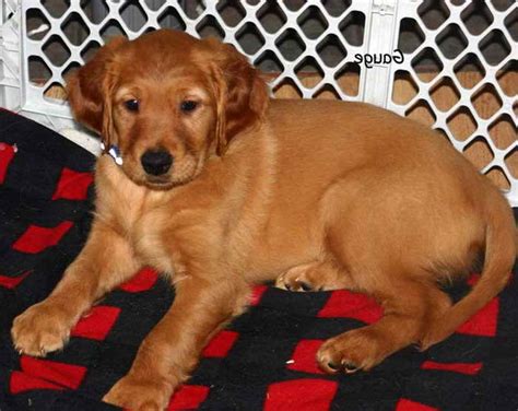Golden Retriever Puppies For Sale Southern Illinois