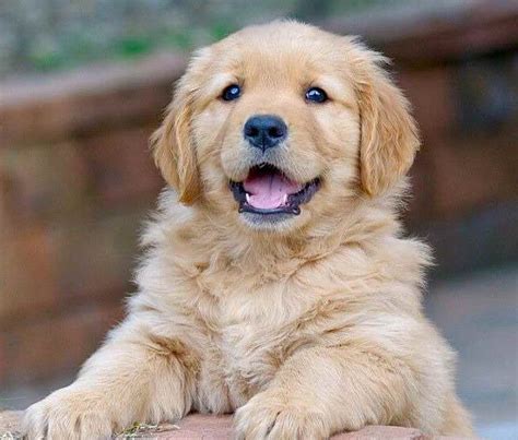 Golden Retriever Puppies How Much Do They Cost