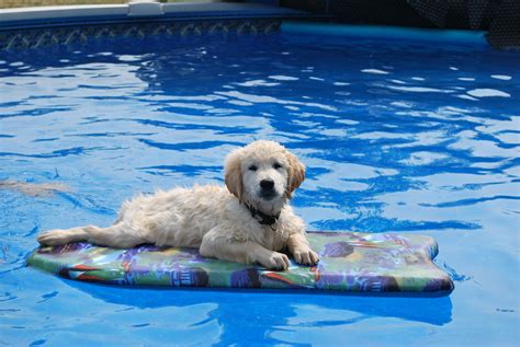 Golden Retriever Puppies In Pool