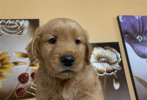 Golden Retriever Puppies In Southern Oregon