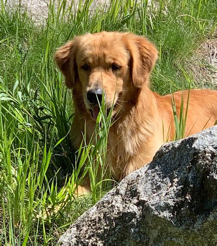 Golden Retriever Puppies Kimball Mn