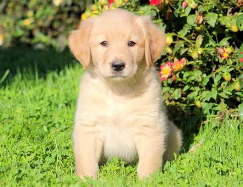 Golden Retriever Puppies Mixed With Lab