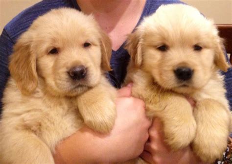 Golden Retriever Puppies Ri