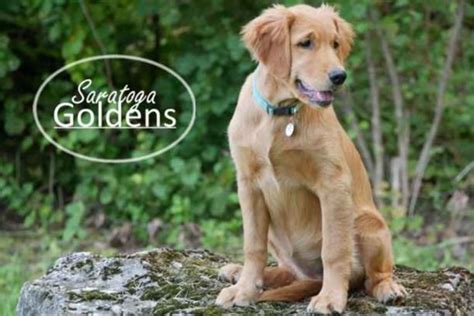Golden Retriever Puppies Saratoga