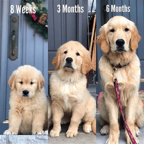 Golden Retriever Puppies Size