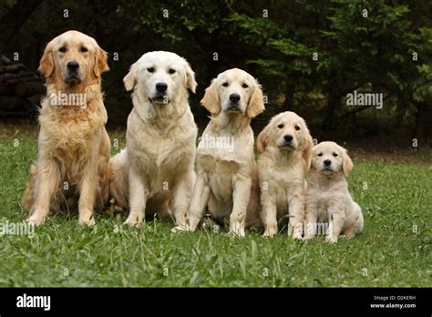 Golden Retriever Puppies To Adults