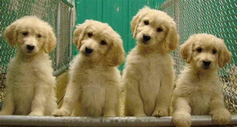 Golden Retriever Puppies Toledo Ohio