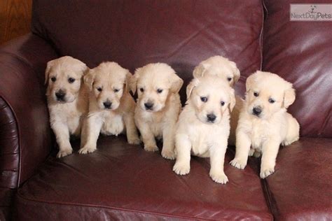 Golden Retriever Puppies Winchester Va