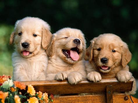Golden Retriever Puppy Backgrounds