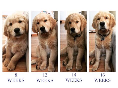 Golden Retriever Puppy Development Stages